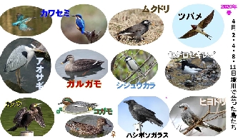 境川で会った鳥たち.jpg