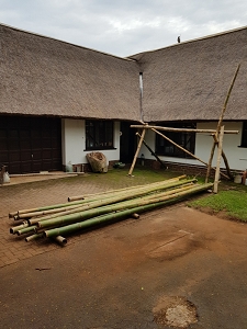 Bamboo at the house S.jpg