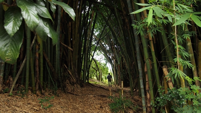 Bamboo Magic S.jpg