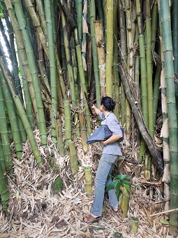 Kanji in Bamboo forest S.jpg